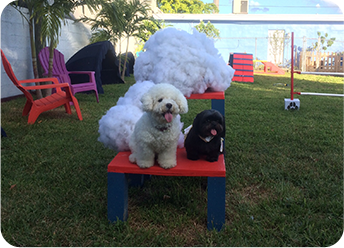 Two dogs sitting on a picnic table: Pet Boarding in Hollywood FL