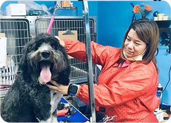 dog receiving a bath: Pet Grooming in Hollywood