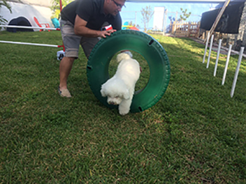 Dog Training in Hollywood, FL